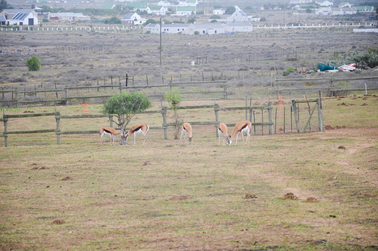 The Stables Accommodation Langebaan Ngoại thất bức ảnh